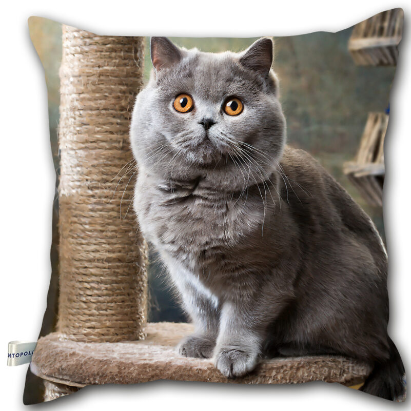 P08 - Poduszka - Kot brytyjski na drapaku
